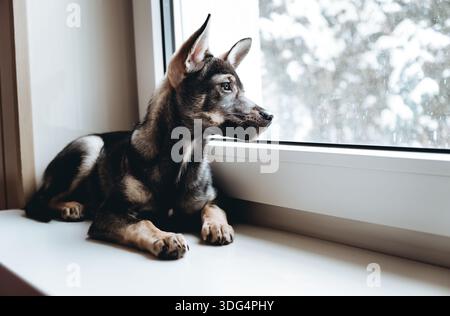 Porträt eines traurigen Hundes, der aus dem Fenster blickt, mit einsamem Blick. Obdachloser Mischling-Hund in einem Zwinger. Haustier wartet auf den Besitzer. Einsamkeitskonzept Stockfoto