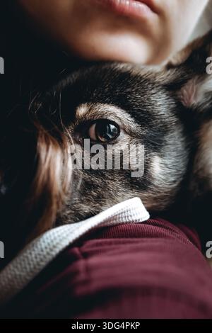 Trauriger Hund ist in einem Freiwilligen, der Hände hilft. Eine Adoption von Rettungstieren. Ein einsamer verlorener Hund umarmt einen Menschen. Die Person adoptiert den verlassenen obdachlosen Hund Stockfoto