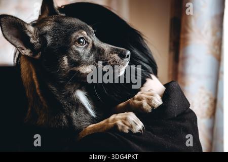 Trauriger Hund ist in einem Freiwilligen, der Hände hilft. Eine Adoption von Rettungstieren. Ein einsamer verlorener Hund umarmt einen Menschen. Die Person adoptiert den verlassenen obdachlosen Hund Stockfoto