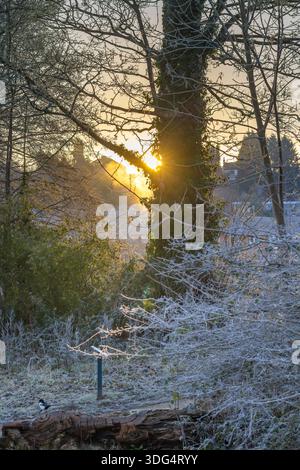 Blick auf einen Sonnenaufgang, der an einem frostigen Wintermorgen im Winter durch die Äste eines silverförmigen Baumes bricht. Stockfoto
