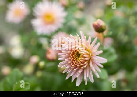 Chrysanthemen blühen, manchmal auch Mütter oder Chrysanthen genannt. Stockfoto