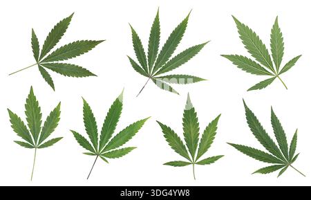 Schöne grüne Cannabisblätter oder Hanfblätter in einer Reihenfolge oder einem Satz Marihuanablätter isoliert auf weißem Hintergrund. Cannabis, junge Blätter und alte Blätter. Stockfoto