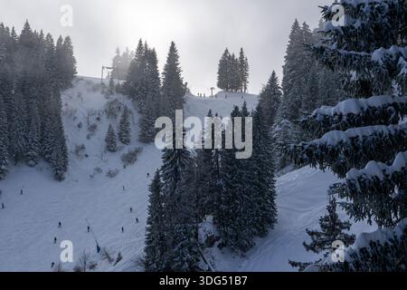 Stimmungsvolle Winterszene mit Skifahrern, die eine schneebedeckte Piste durch einen dichten Wald aus Milchkiefern in Brauneck-Lenggries abfahren. Stockfoto