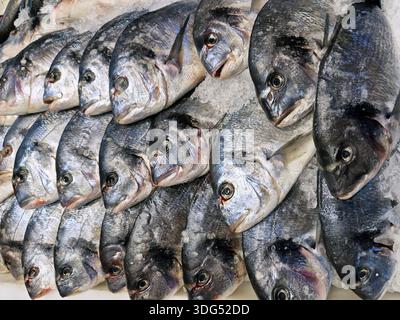 Goldbrassen Sparus aurata auf Eis auf dem Fischmarkt. Stockfoto