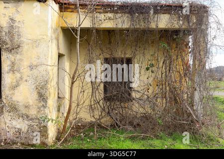 Ein verfallenes Landhaus, das von trockener Vegetation und wilden Weinstöcken erstickt ist und die Natur veranschaulicht, die künstliche Strukturen zurückerobert. Stockfoto