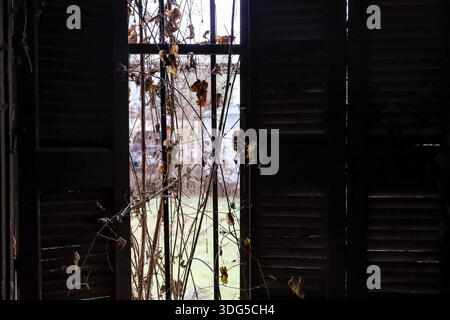 Nahaufnahme aus dem Inneren eines verlassenen Gebäudes mit Blick durch alte Holzläden. Stockfoto