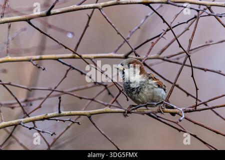 Nahaufnahme des Hauses Sparrow, das im Januar 2026 auf einer kleinen Filiale in Bath, Großbritannien, thronte Stockfoto