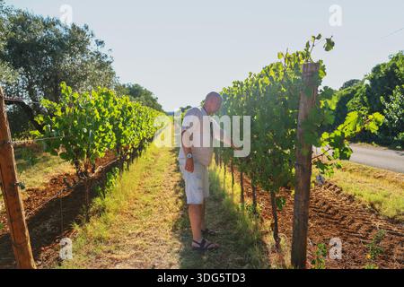 Weinbauarbeiter, die Trauben zwischen den Reihen grüner Rebstöcke überprüfen. Weinerzeugung, Landwirtschaft und ländliche Tradition. Stockfoto