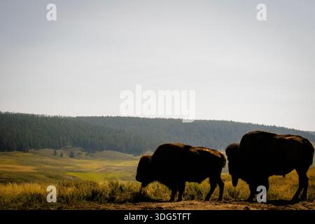 Zwei Bisons am Rande des Lamar Valley mit Blick auf die Wiesen Stockfoto