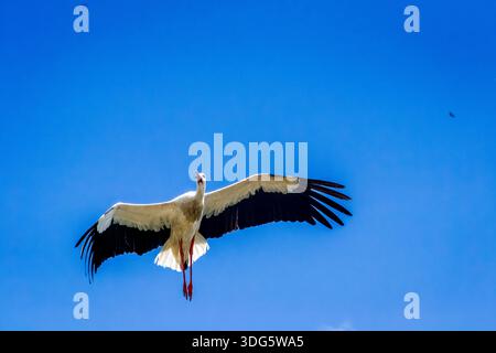 Weißstorch (Ciconia ciconia) fliegt in einem klaren blauen Himmel Stockfoto