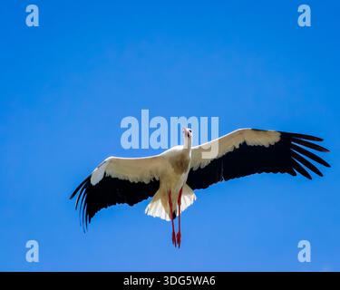 Weißstorch (Ciconia ciconia) fliegt in einem klaren blauen Himmel Stockfoto