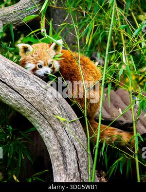 Roter Panda (Ailurus fulgens), der auf einem Baumstamm durch das üppige grüne Bambuslaub schaut Stockfoto