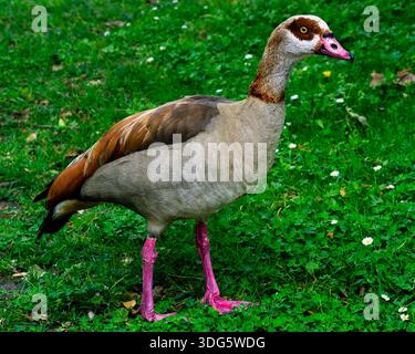 Ägyptische Gans (Alopochen aegyptiaca) auf einer grünen Graswiese Stockfoto