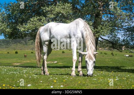 Weißes Pferd weidet auf einer grünen Wiese mit gelben Wildblumen Stockfoto