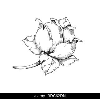 Blumenskizze. Handgezeichnete Rose, elegantes botanisches Element für Hochzeitskarten- und Einladungsgrafik. Dekorative Retro-Frühlingsblüte, schöne Pflanze. Vintage-Style. Vektor-isolierte Abbildung Stock Vektor