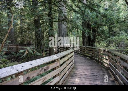 Holzsteg schlängelt sich durch üppige Wälder mit hoch aufragenden Bäumen und dichtem Laub. Qualicum Beach, British Columbia, Kanada Stockfoto