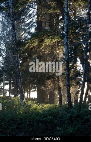Sonnenlicht zieht durch einen dichten Wald mit hohen Bäumen und üppigem Grün. Tofino, British Columbia, Kanada Stockfoto