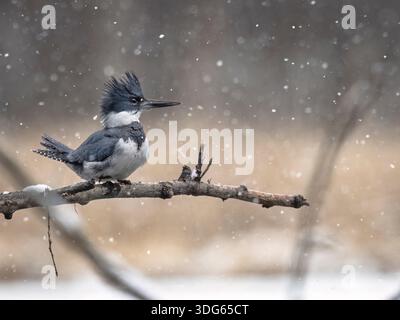 Eisvogel hockte auf verschneiten Ästen während eines Schneefalls in einer Winterlandschaft. Alaska, USA Stockfoto