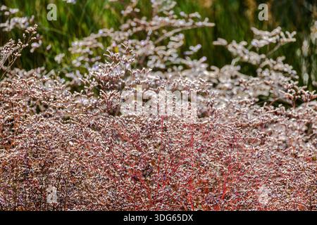 Wildes Gras und verschwommene Vegetation in Bewegung Stockfoto