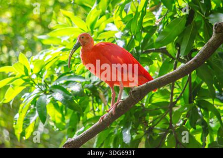 Ein atemberaubendes Scharlach ibis auf einer Zweigstelle inmitten von leuchtend grünen Blättern in Cali, Kolumbiens Zoo, bietet die Schönheit der Tierwelt. Stockfoto