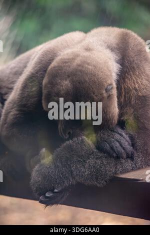 Eine ruhige Nahaufnahme eines Gorillas, der friedlich ruht und seine Besonderheiten in der üppigen Umgebung des Cali Zoo in Kolumbien zeigt. Stockfoto