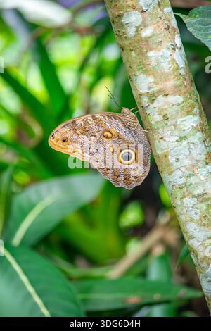 Nahaufnahme eines Schmetterlings auf Baumrinde in einer üppig grünen Umgebung des Cali Zoo, Kolumbien, mit seinen komplizierten Mustern. Stockfoto