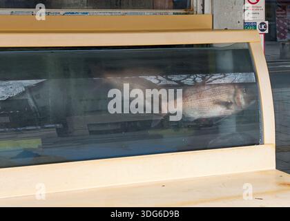 Aquarium eines Restaurants mit einem großen Fisch in Seoul, Südkorea Stockfoto