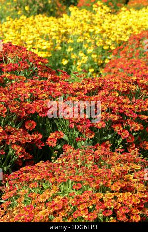 Heleniums (Sneezeweed) bilden eine farbenfrohe Gartengrenze, darunter im Hochsommer der gelbe Helenium Butterpat und der orange Helenium Sophie zur Linden. Stockfoto