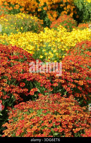 Heleniums (Sneezeweed) bilden eine farbenfrohe Gartengrenze, darunter im Hochsommer der gelbe Helenium Butterpat und der orange Helenium Sophie zur Linden. Stockfoto