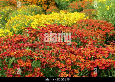 Heleniums (Sneezeweed) bilden eine farbenfrohe Gartengrenze, darunter im Hochsommer der gelbe Helenium Butterpat und der orange Helenium Sophie zur Linden. Stockfoto