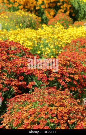 Heleniums (Sneezeweed) bilden eine farbenfrohe Gartengrenze, darunter im Hochsommer der gelbe Helenium Butterpat und der orange Helenium Sophie zur Linden. Stockfoto