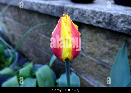 Single Yellow & Red Tulipa 'United States' (Tulpen), angebaut in einem englischen Cottage Garden in Lancashire, England, Großbritannien Stockfoto