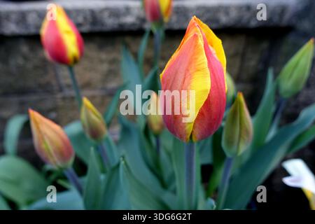 Gelbe und rote Tulipa „United States“ (Tulpen), die in einem englischen Cottage Garden in Lancashire, England, Großbritannien, angebaut werden Stockfoto