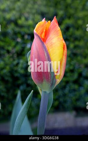 Single Yellow & Red Tulipa 'United States' (Tulpen), angebaut in einem englischen Cottage Garden in Lancashire, England, Großbritannien Stockfoto