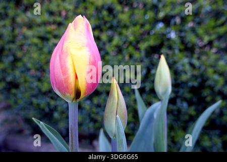 Single Yellow & Red Tulipa 'United States' (Tulpen), angebaut in einem englischen Cottage Garden in Lancashire, England, Großbritannien Stockfoto