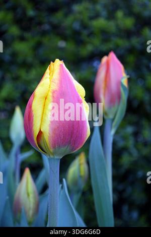 Gelbe und rote Tulipa „United States“ (Tulpen), die in einem englischen Cottage Garden in Lancashire, England, Großbritannien, angebaut werden Stockfoto