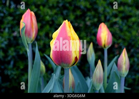 Gelbe und rote Tulipa „United States“ (Tulpen), die in einem englischen Cottage Garden in Lancashire, England, Großbritannien, angebaut werden Stockfoto