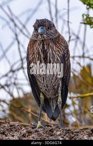 Juvenile Gelb-Krönte Nachtheron Stockfoto
