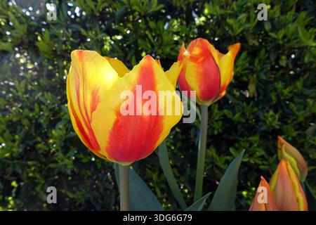 Gelbe und rote Tulipa „United States“ (Tulpen), die in einem englischen Cottage Garden in Lancashire, England, Großbritannien, angebaut werden Stockfoto