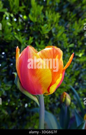Single Yellow & Red Tulipa 'United States' (Tulpen), angebaut in einem englischen Cottage Garden in Lancashire, England, Großbritannien Stockfoto