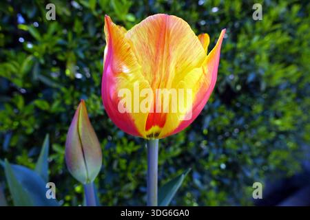 Single Yellow & Red Tulipa 'United States' (Tulpen), angebaut in einem englischen Cottage Garden in Lancashire, England, Großbritannien Stockfoto