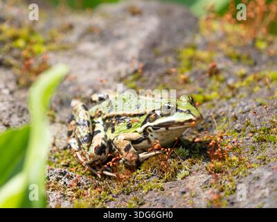 Frosch sitzt auf einem Felsen mit tollen Farben Stockfoto