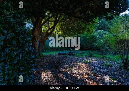 Ein ruhiger Waldweg, der mit herabfallenden Blättern bedeckt ist, führt zu einem kleinen Steinbrunnen, dessen Sonnenlicht durch das dichte Baldachin von Tre gefiltert wird Stockfoto