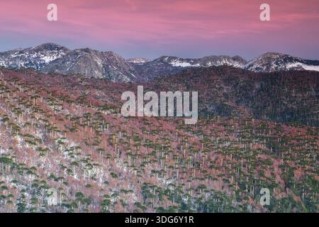 Panoramablick auf den alten Wald von Araukaria, der die Hänge der Anden unter einem leuchtenden rosa Sonnenuntergang bedeckt. Hochauflösendes Highlight der Naturlandschaft Stockfoto