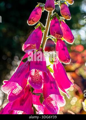 Foxhandschuhe DIGITALIS Nahaufnahme beleuchtet von niedriger untergehender Sommersonne im Hausgarten beliebte Wahl für Hüttengärten und informelle Pflanzungen Stockfoto