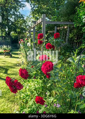 ROTE ROSEN Gartenrand dominiert von der lebendigen „Ingrid Bergman“ Hybrid-Teerose, bekannt für ihre kräftigen Farben Surrey Cottage Garden UK Stockfoto