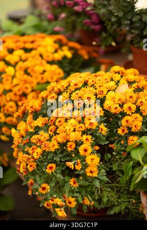 Üppige Büsche mit Orangen- und gelben Chrysanthemen, die in Töpfen blühen. Schöne Herbstblumen in einem Garten oder Blumenladen. Stockfoto
