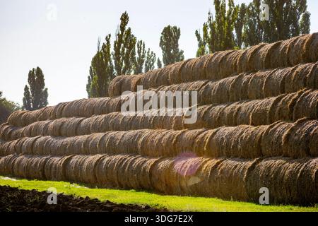 Lange Reihe von gestapelten runden Heuballen auf sonnigem Feld. Große Lagerung von getrocknetem Strohfutter für die Tierernährung im landwirtschaftlichen Betrieb während s Stockfoto