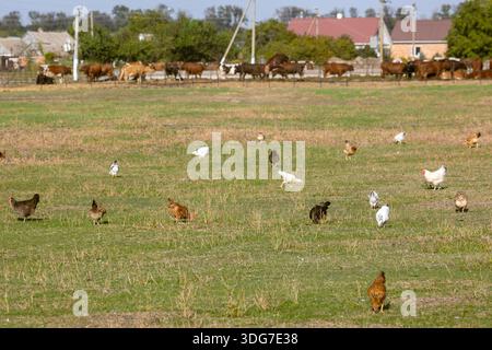 Freilandhühner, die auf dem Feld weiden, mit Kühen auf dem Hintergrund. Traditioneller Bio-Bauernhof in ländlicher Gegend. Nachhaltige, umweltfreundliche Landwirtschaft und Domesti Stockfoto