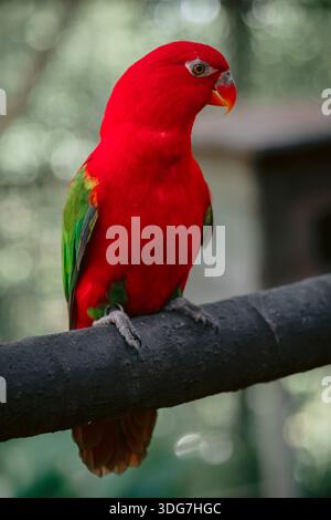 Lory Papagei auf dem Ast klappern Stockfoto